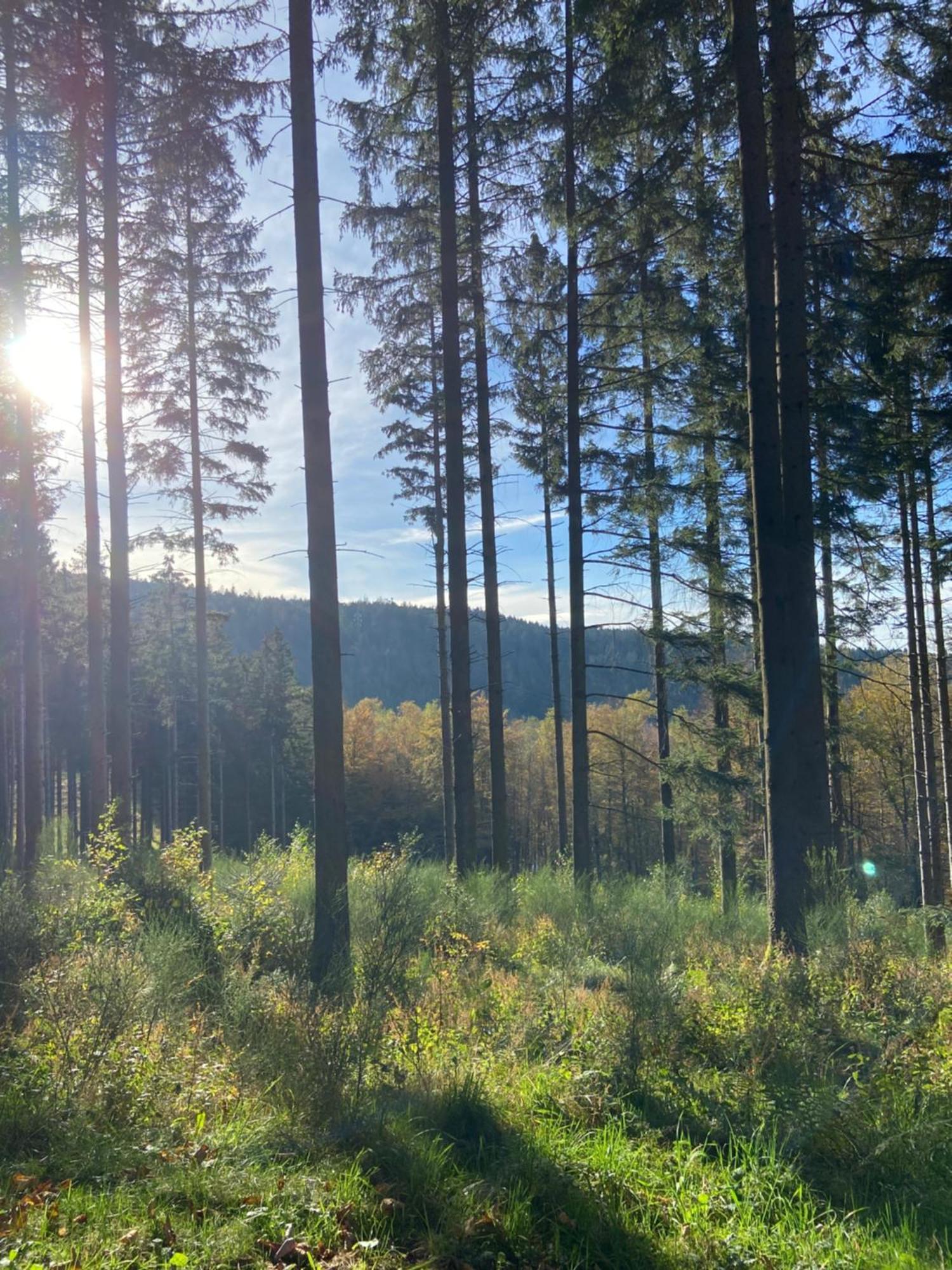 Anould Chalet Chaleureux Avec Cheminee Et Vue Montagne Proche Gerardmer "Mon Beau Sapin" 빌라 외부 사진